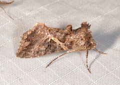 Ctenoplusia oxygramma