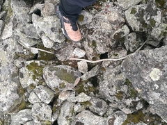 Malpolon monspessulanus