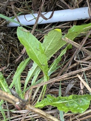 Taraxacum officinale