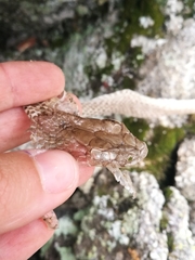 Malpolon monspessulanus