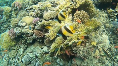 Heniochus intermedius