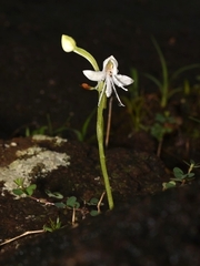 Habenaria grandifloriformis
