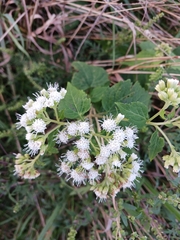 Ageratina altissima