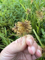Cyperus strigosus