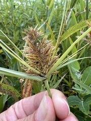 Cyperus strigosus