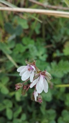 Erodium ciconium