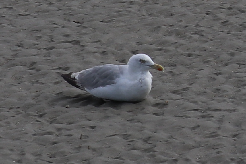 European Herring Gull