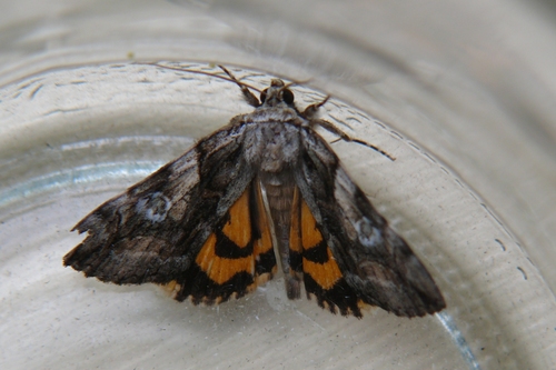 Precious Underwing photo 2