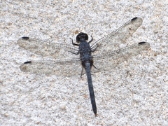 Bradinopyga konkanensis