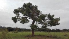 Pinus pinaster