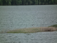 Streptopelia orientalis