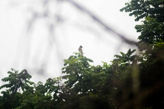 Myiarchus