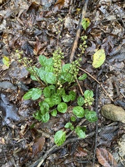 Pyrola americana