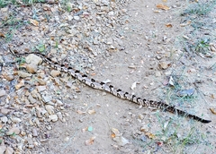 Crotalus horridus