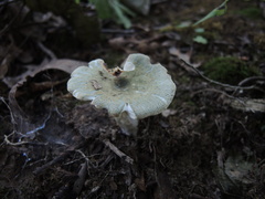 Virescentinae