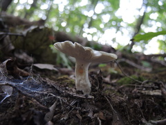 Virescentinae