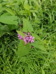 Lythrum virgatum