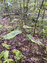 Litylenchus crenatae