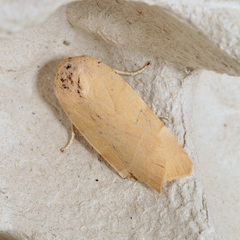 Noctua tirrenica