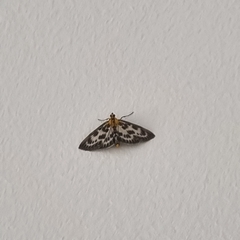 Anania hortulata