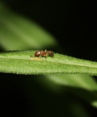 Tetramorium bicarinatum