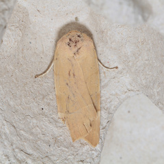 Noctua tirrenica