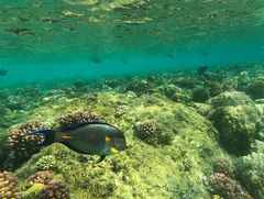 Acanthurus sohal