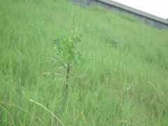 Lactuca indica