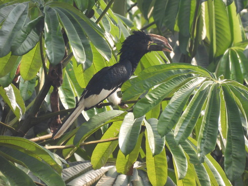 Piping Hornbill