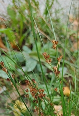 Juncus tenuis