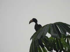 Lophoceros fasciatus