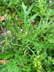 Parthenium hysterophorus