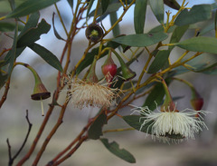Eucalyptus armillata