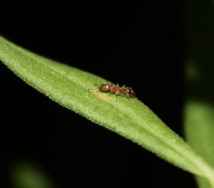 Tetramorium bicarinatum