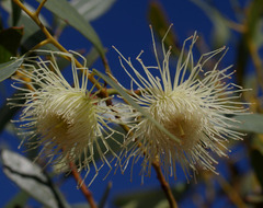Eucalyptus armillata