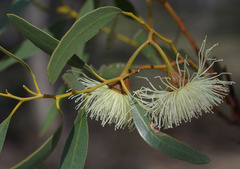 Eucalyptus armillata