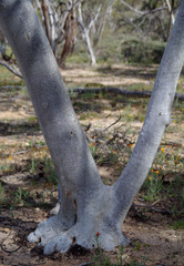 Eucalyptus armillata