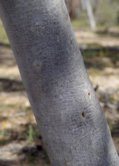 Eucalyptus armillata