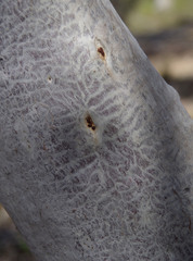 Eucalyptus armillata
