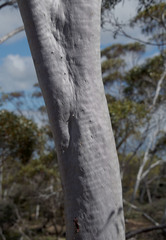 Eucalyptus armillata