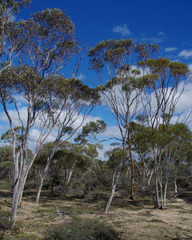 Eucalyptus armillata
