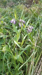 Symphytum officinale