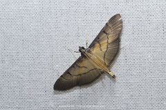 Bacotoma camillusalis