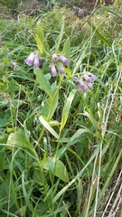 Symphytum officinale