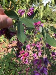 Lespedeza bicolor