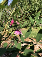 Lespedeza bicolor