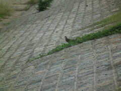 Streptopelia orientalis