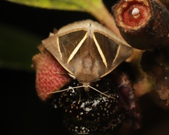 Chalciope mygdon
