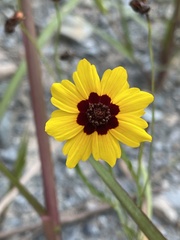 Coreopsis tinctoria
