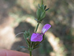 Dicliptera minor